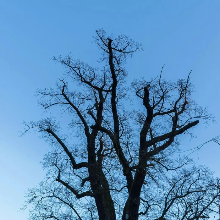 Framed Print : shadow tree in front of blue sky picture of a tree - could used as background or texture Copyright: xZoonar