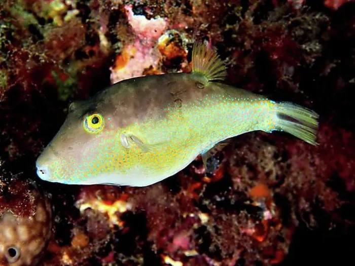 Framed Print : Sharphead pufferfish (Canthigaster rostrata) Framed Print : Sharphead pufferfish (Canthigaster rostrata)