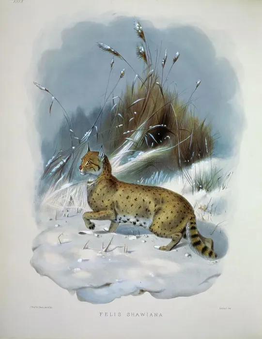 Framed Print : Shaw's Cat (Felis Shawiana) 1883 Daniel Giraud Elliot (1835-1915 American) Monograph Academy of Natural Sciences Framed Print : Shaw's Cat (Felis Shawiana) 1883 Daniel Giraud Elliot (1835-1915 American) Monograph Academy of Natural Sciences