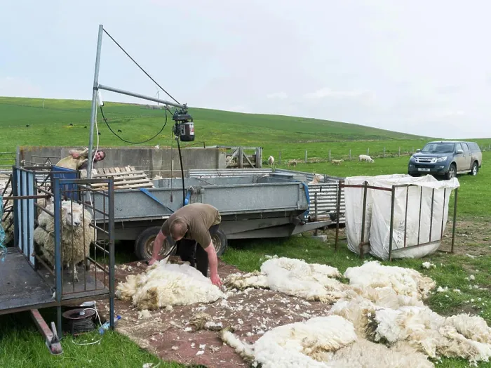 Framed Print : Shearing Shetland sheep in a paddock Framed Print : Shearing Shetland sheep in a paddock