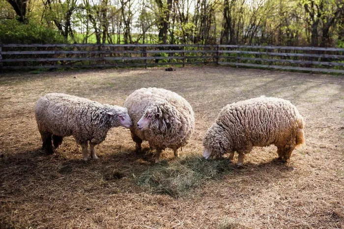 Framed Print : Three sheep eating hay in a farm yard Framed Print : Three sheep eating hay in a farm yard