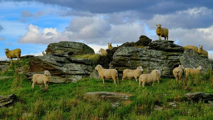 Framed Print : Sheep gathering at the top of a mountain in New Zealand Framed Print : Sheep gathering at the top of a mountain in New Zealand