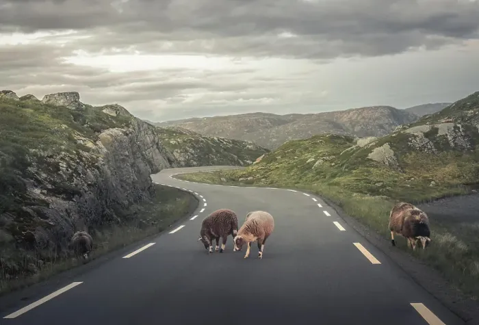 Framed Print : Sheep on the road in the mountains in Norway Framed Print : Sheep on the road in the mountains in Norway