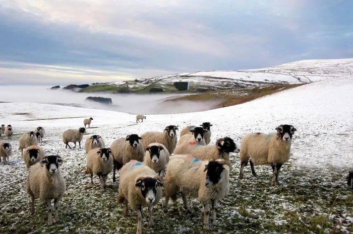 Framed Print : Sheep waiting to be fed in winter, Lower Pennines, Cumbria, England, United Kingdom, Europe