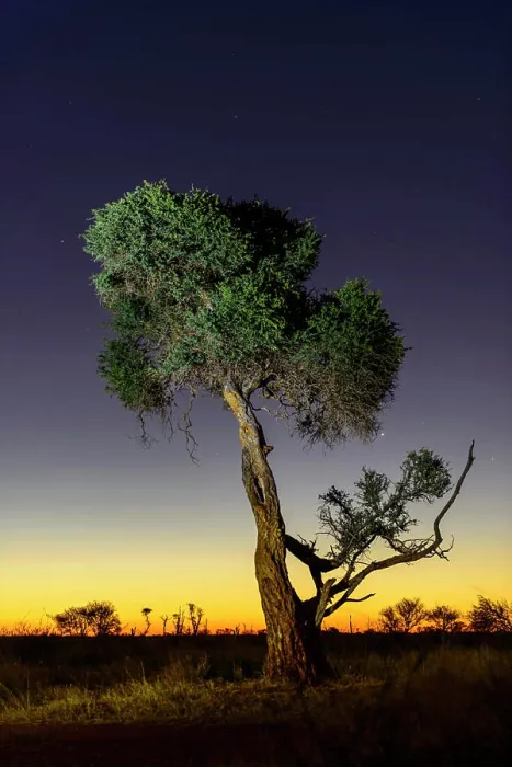 Framed Print : Shepherd's tree, Witgat, Mohlôpi Framed Print : Shepherd's tree, Witgat, Mohlôpi