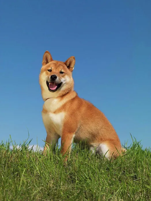 Framed Print : Shiba Inu, AKC, 10-month-old Kenai photographed in Palmer, Alaska and owned by Jan Johnson of Soldotna, Alaska Framed Print : Shiba Inu, AKC, 10-month-old Kenai photographed in Palmer, Alaska and owned by Jan Johnson of Soldotna, Alaska