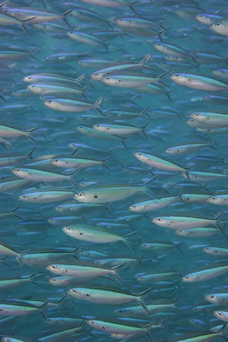 Framed Print : A shoal of Blue dash Fusilier, Pterocaesio tile, South Ari Atoll, Maldives, Indian Ocean Framed Print : A shoal of Blue dash Fusilier, Pterocaesio tile, South Ari Atoll, Maldives, Indian Ocean