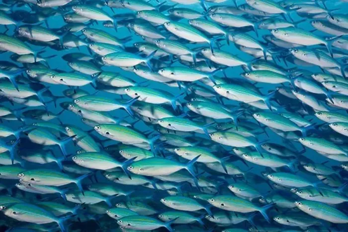 Framed Print : Shoal of Goldbanded Fusilier, Caesio caerulaurea, Baa Atoll, Indian Ocean, Maldives