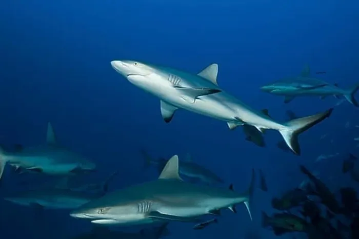 Framed Print : Shoal of Grey reef sharks, Carcharhinus amblyrhynchos, Nagali, Fiji, Oceania Framed Print : Shoal of Grey reef sharks, Carcharhinus amblyrhynchos, Nagali, Fiji, Oceania
