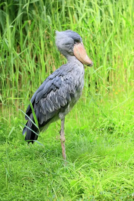 Framed Print : Shoebill, (Balaeniceps rex), adult searching for food, captive, Africa Framed Print : Shoebill, (Balaeniceps rex), adult searching for food, captive, Africa