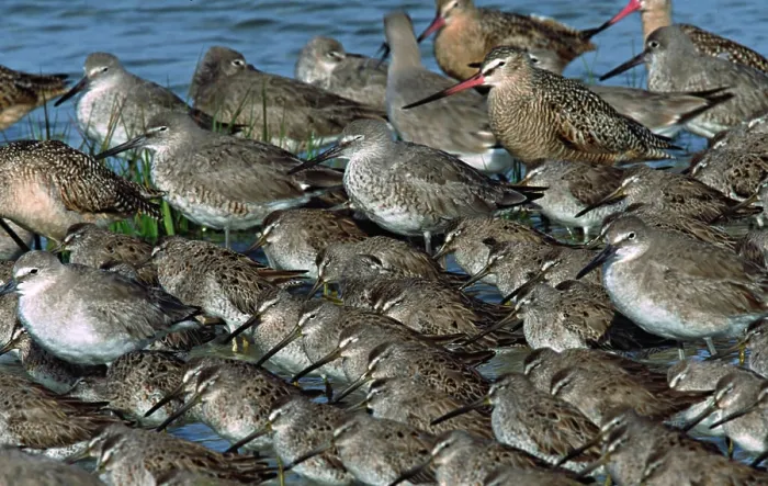 Framed Print : Shorebirds, Dowitchers (Limnodromus) Framed Print : Shorebirds, Dowitchers (Limnodromus)