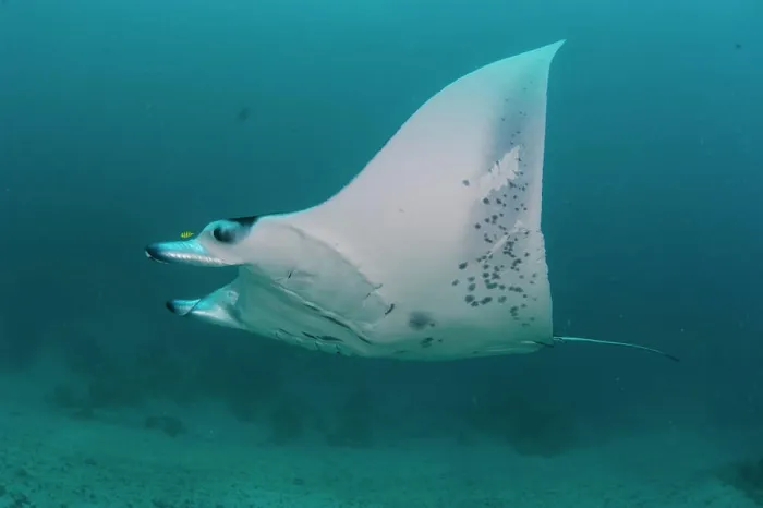Framed Print : Short Fin Pygmy Devil Ray, Mobula kuhlii, over seabed, South Ari Atoll, Maldives, Indian Ocean