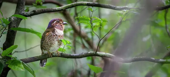 Framed Print : Short-legged Ground Roller (Brachypteracias leptosomus) perched in rain forest understorey Framed Print : Short-legged Ground Roller (Brachypteracias leptosomus) perched in rain forest understorey