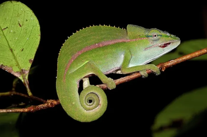 Framed Print : Short-Nosed chameleon (Calumma gastrotaenia) in montane rainforest understory Framed Print : Short-Nosed chameleon (Calumma gastrotaenia) in montane rainforest understory