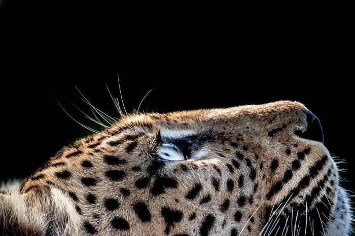 Framed Print : A side-profile of a leopard's head Framed Print : A side-profile of a leopard's head