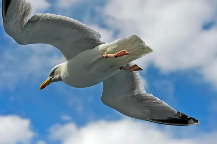 Framed Print : Silbermöwe Larus argentatus Silbermöwe Larus argentatus im Flug / European herring gull Larus argentatus in flight Framed Print : Silbermöwe Larus argentatus Silbermöwe Larus argentatus im Flug / European herring gull Larus argentatus in flight