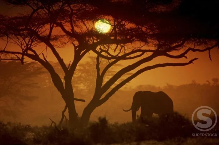 Framed Print : Silhouette of an Elephant, Amboseli National Park, Kenya Framed Print : Silhouette of an Elephant, Amboseli National Park, Kenya