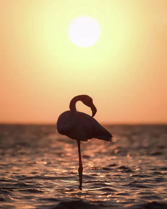 Framed Print : Silhouette of a flamingo in a lake in Africa Framed Print : Silhouette of a flamingo in a lake in Africa
