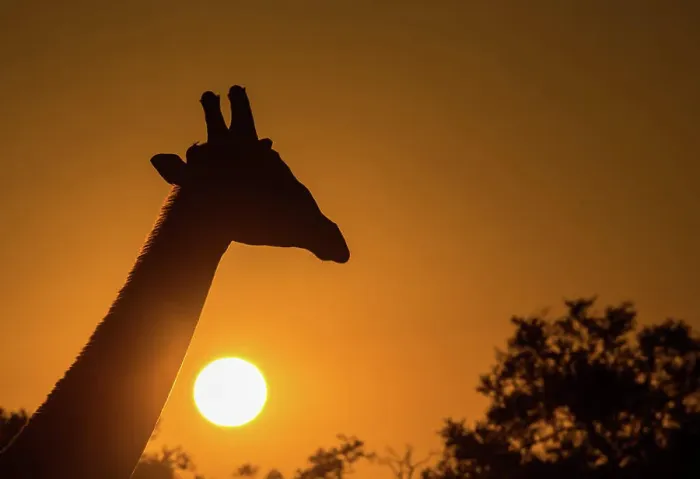 Framed Print : Silhouette of giraffe (Giraffa), with setting sun, South Luangwa National Park, Zambia, Africa Framed Print : Silhouette of giraffe (Giraffa), with setting sun, South Luangwa National Park, Zambia, Africa