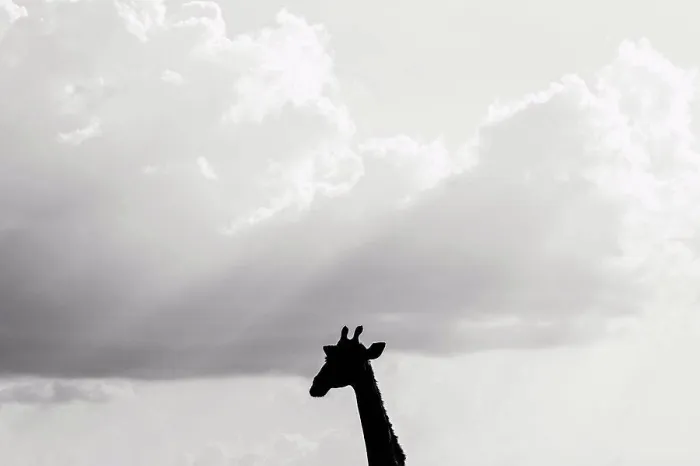 Framed Print : Silhouette of a Giraffe's head against the sky, Namibia, Africa Framed Print : Silhouette of a Giraffe's head against the sky, Namibia, Africa