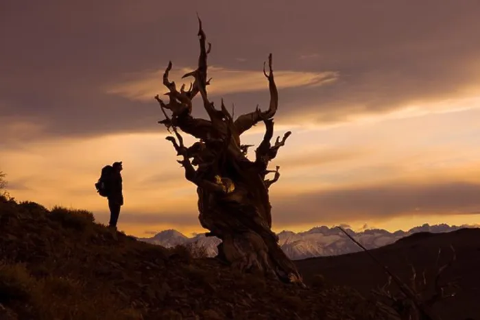 Framed Print : A silhouette of a hiker standing by a Bristlecone Pine tree at sunset near Bishop in California