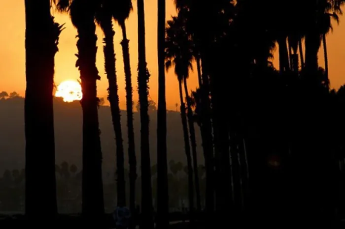 Framed Print : Silhouette of palm trees at sunset Framed Print : Silhouette of palm trees at sunset