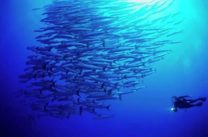 Framed Print : Silhouette of a scuba diver swimming near a school of fish underwater Framed Print : Silhouette of a scuba diver swimming near a school of fish underwater