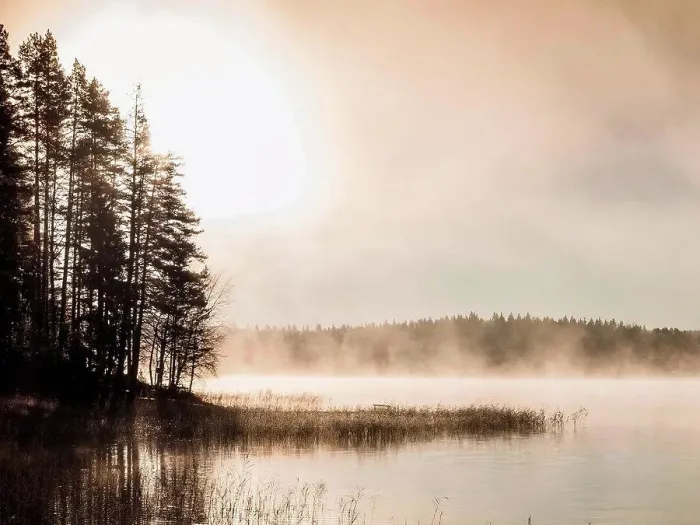 Framed Print : Silhouetted trees on misty lakeside at sunrise, Orivesi, Finland Framed Print : Silhouetted trees on misty lakeside at sunrise, Orivesi, Finland