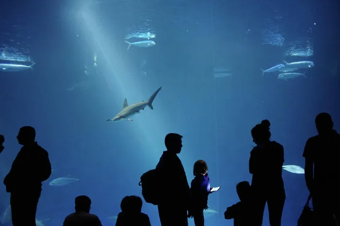 Framed Print : Silhouettes of visitors in front of a large aquarium at the Monterey Bay Aquarium in Monterey, California, USA