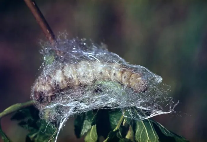Framed Print : Silkworm Cocoon Framed Print : Silkworm Cocoon
