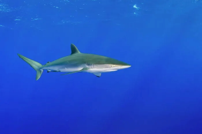 Framed Print : Silky Shark (Carcharhinus falciformis) Jardines de la Reina National Park, Cuba Framed Print : Silky Shark (Carcharhinus falciformis) Jardines de la Reina National Park, Cuba