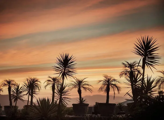 Framed Print : Sillouette of palm trees at sunset, Rio De Janeiro, Brazil Framed Print : Sillouette of palm trees at sunset, Rio De Janeiro, Brazil
