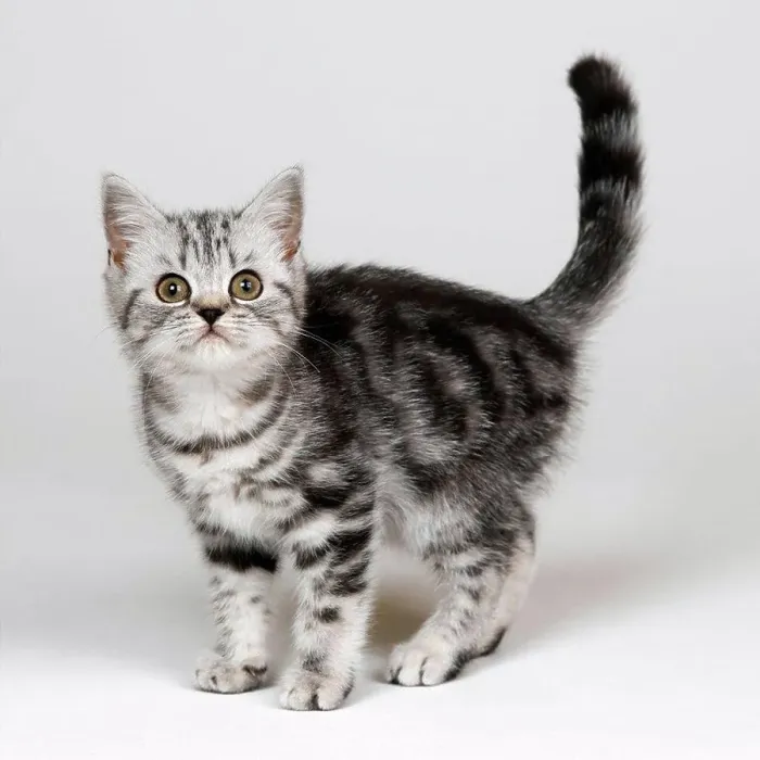 Framed Print : Silver tabby kitten Framed Print : Silver tabby kitten