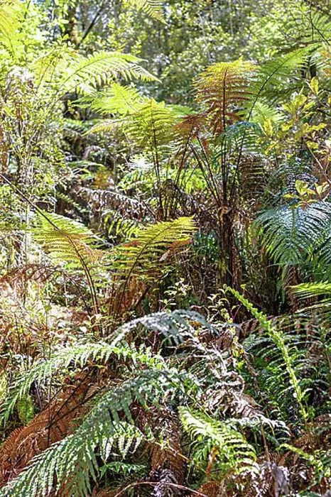 Framed Print : Silver tree fern (Cyathea dealbata), Lake Matheson Trail, New Zealand, Oceania Framed Print : Silver tree fern (Cyathea dealbata), Lake Matheson Trail, New Zealand, Oceania