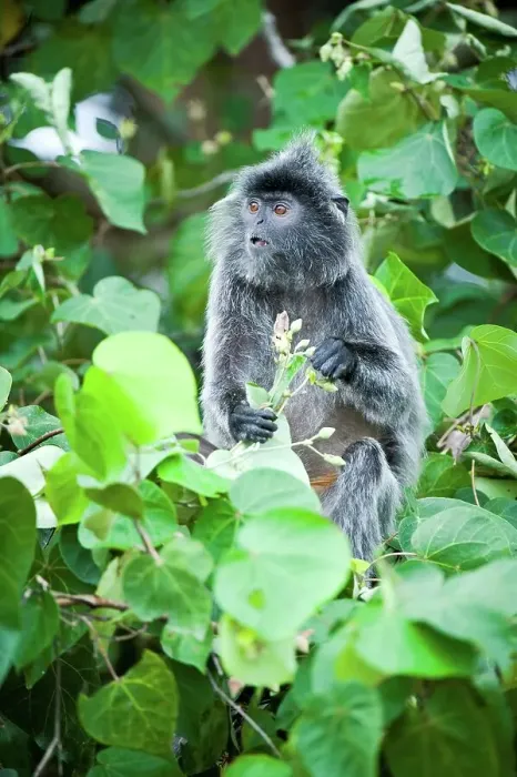 Framed Print : Silvered Langur (Presbytis cristata) feeding on flowers