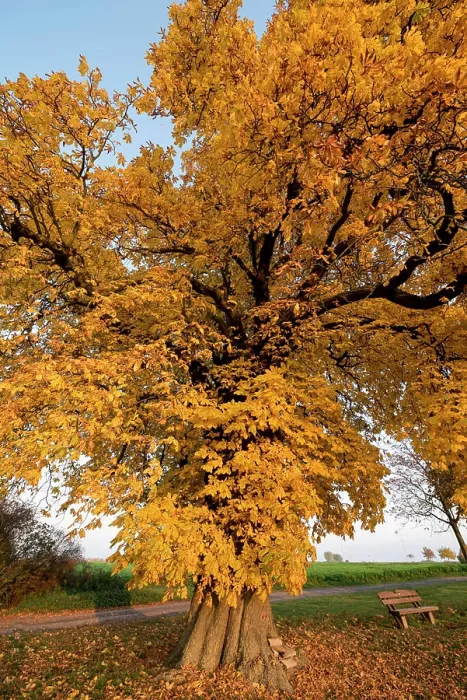 Framed Print : A single chestnut with autumn -discolored leaves in front of a cloudless blue sky