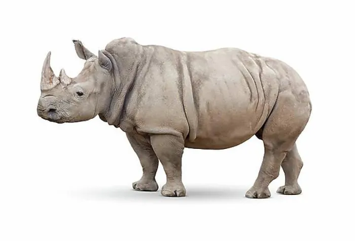 Framed Print : Single large rhinoceros isolated on white Framed Print : Single large rhinoceros isolated on white