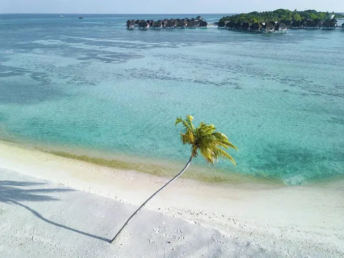 Framed Print : Single palm tree on tropical island with bundalows in background, aerial view Framed Print : Single palm tree on tropical island with bundalows in background, aerial view