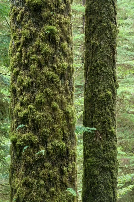 Framed Print : Sitka Spruce (Picea sitchensis) Framed Print : Sitka Spruce (Picea sitchensis)
