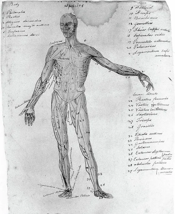 Framed Print : Sketches of anatomy Framed Print : Sketches of anatomy