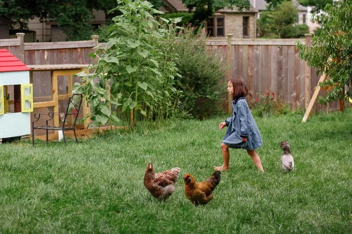 Framed Print : A small barefoot girl walks in garden with flock of backyard chickens Framed Print : A small barefoot girl walks in garden with flock of backyard chickens