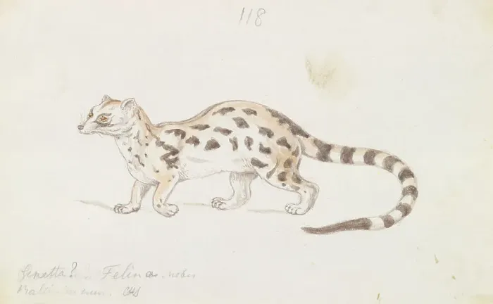 Framed Print : Small Indian Civet Charles Hamilton Smith 1776-1859