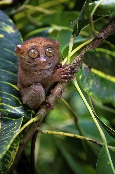 Framed Print : Small monkey perched in tree Framed Print : Small monkey perched in tree