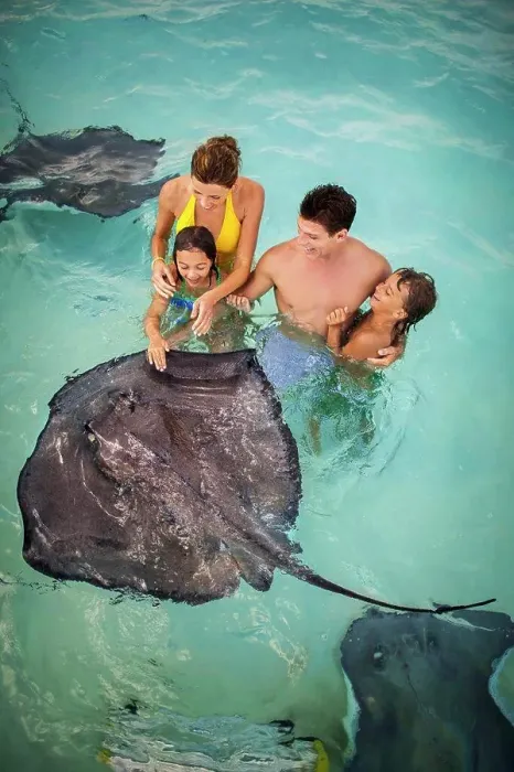Framed Print : Smiling family having fun together as they swim with stingrays Framed Print : Smiling family having fun together as they swim with stingrays