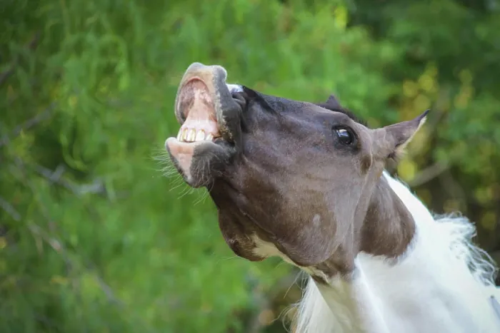 Framed Print : Smiling Funny Horse Showing Teeth Framed Print : Smiling Funny Horse Showing Teeth
