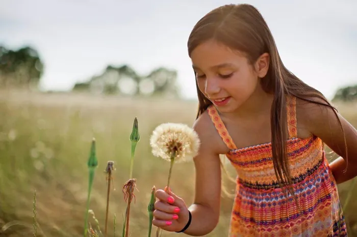Framed Print : Smiling young girl picking a dandelion seed head in a grassy meadow Framed Print : Smiling young girl picking a dandelion seed head in a grassy meadow