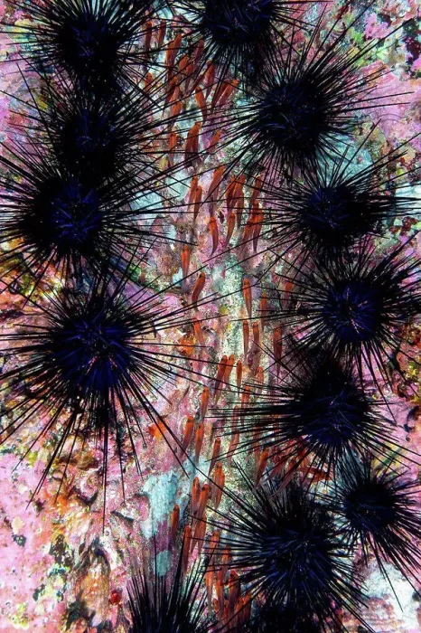 Framed Print : Snappers looking for refuge from predators in colony of sea urchins, long exposure, Puntarenas, Costa Rica