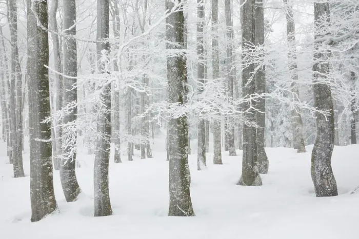 Framed Print : Snow covered beech tree forest in winter, Neuenburg, Switzerland, Europe