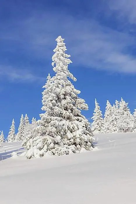 Framed Print : Snow-covered fir trees, Feldberg area, Black Forest, Baden-Wuerttemberg, Germany, Europe Framed Print : Snow-covered fir trees, Feldberg area, Black Forest, Baden-Wuerttemberg, Germany, Europe