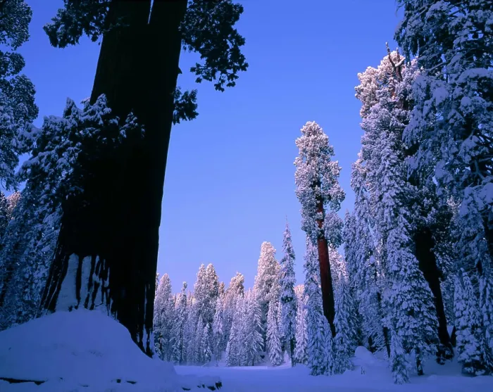 Framed Print : Snow covered Giant Sequoia trees in Round Meadow Framed Print : Snow covered Giant Sequoia trees in Round Meadow